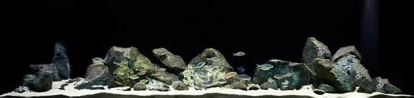 三湖慈鲷鱼缸造景