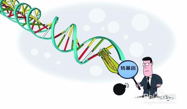 如何鉴别转基因食物