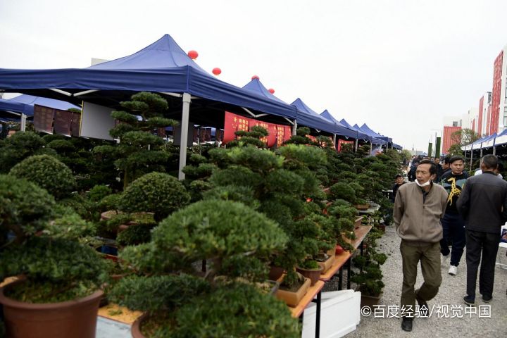 养盆景需要注意的内容