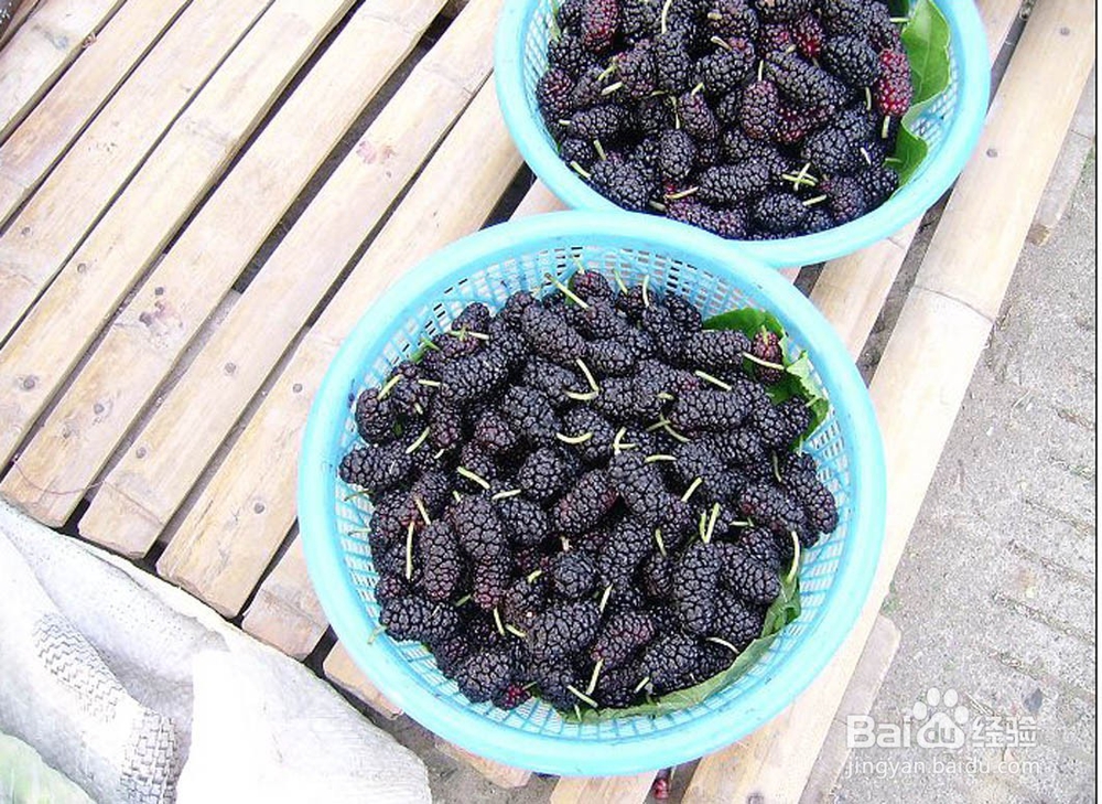 黄精桑葚泡酒的做法