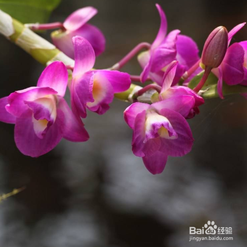 石斛兰烂根怎么解决?