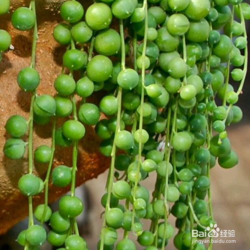 佛珠的养殖方法和注意事项