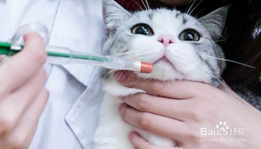 猫咪受伤后怎么处理伤口