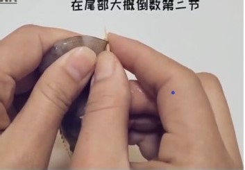 怎样剥虾仁去虾线