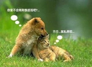 半月大的小猫小狗收养回家如何提高成活率?