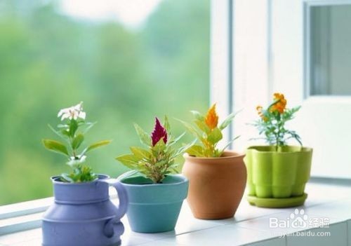 室内养花施肥技巧