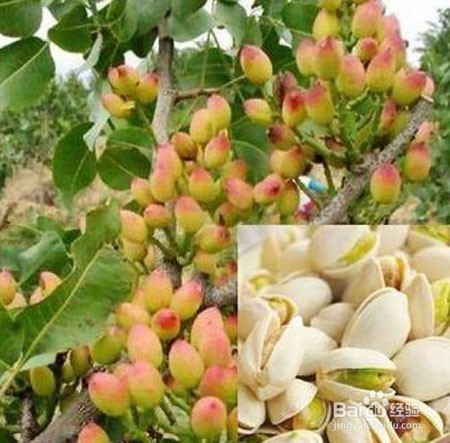 电脑音箱没声怎么办?