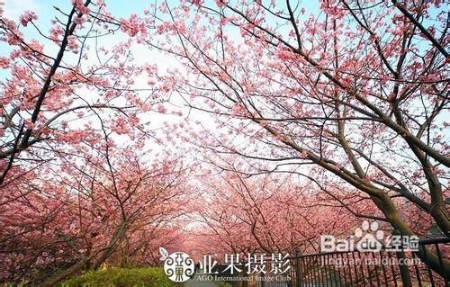 去日韩欣旅游赏樱花攻略