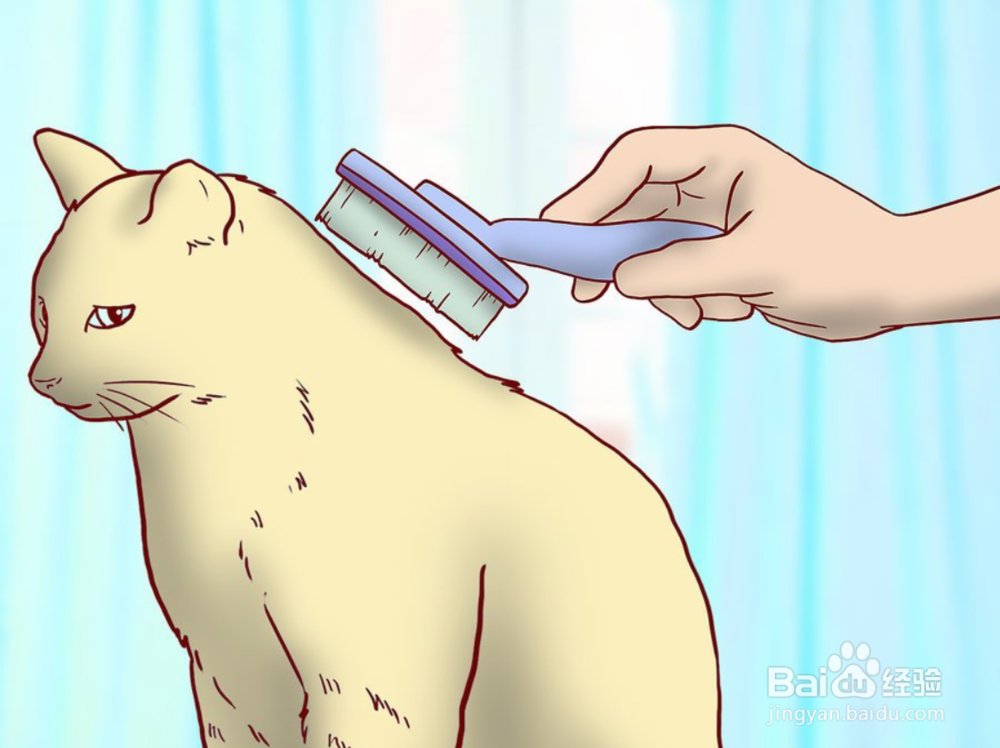 教你如何一只小猫开始养和注意事项有哪些?