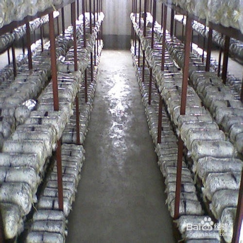 药桑果乳杆菌发酵饮料配方技术的研发