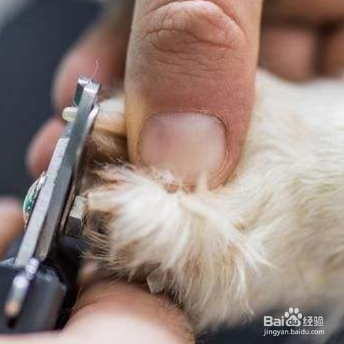 帮狗狗剪指甲要注意什么?