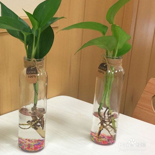 水培绿萝叶子发黄怎么补救