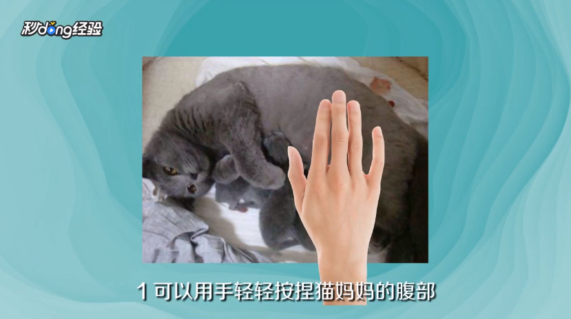 <b>如何判断母猫分娩结束</b>