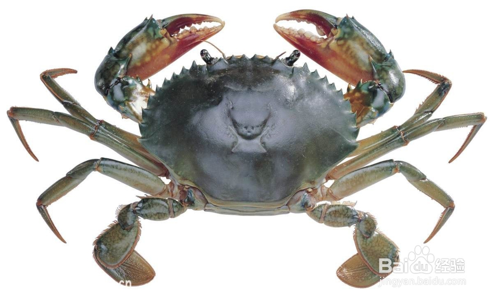 河蟹是不是海鲜