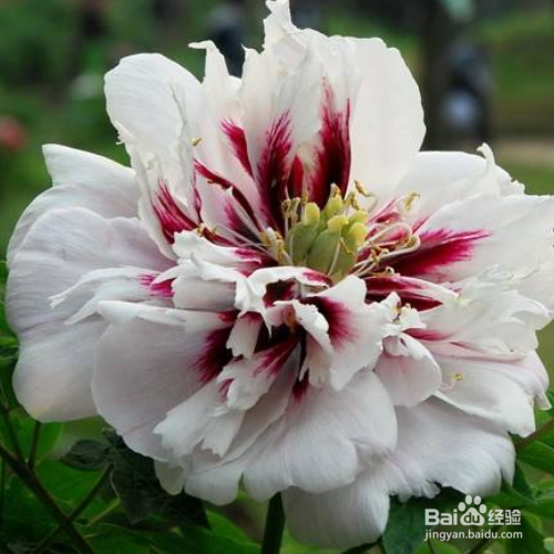 ​紫斑牡丹的种植技巧？