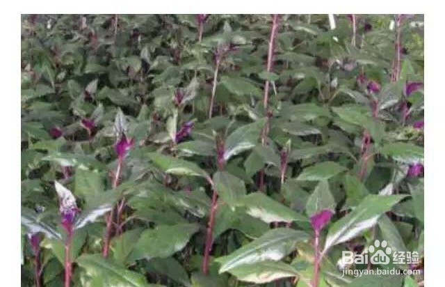 蔬菜移植——红背菜的移植方法