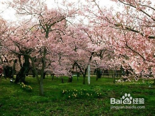重庆去哪里看花拍婚纱照