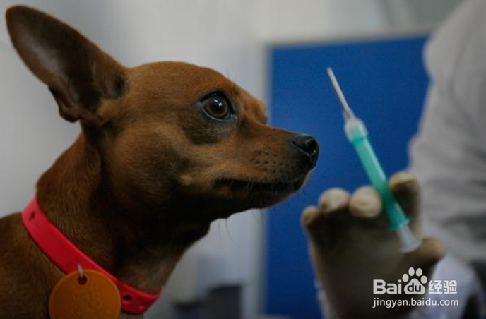 打了狂犬疫苗后的注意事项