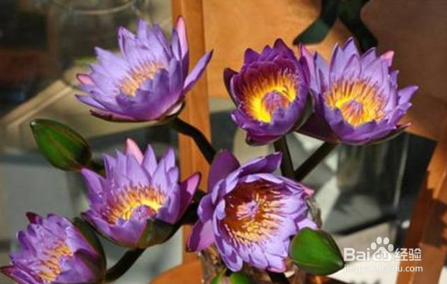 睡莲插花瓶里怎么养