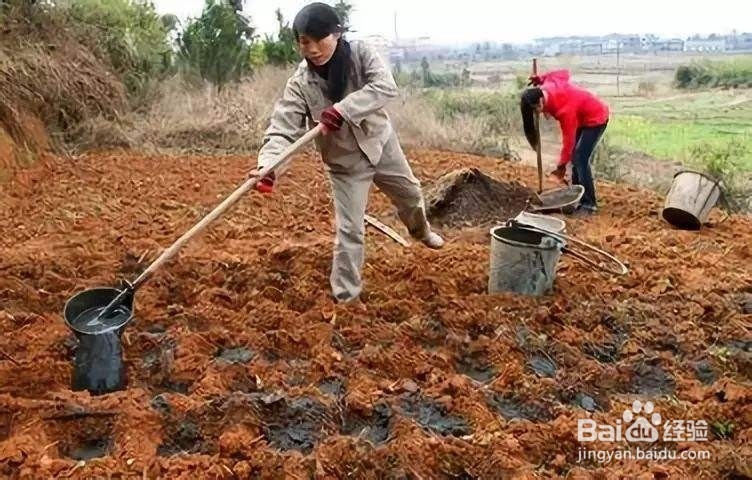 怎么种大蒜才能蒜头大