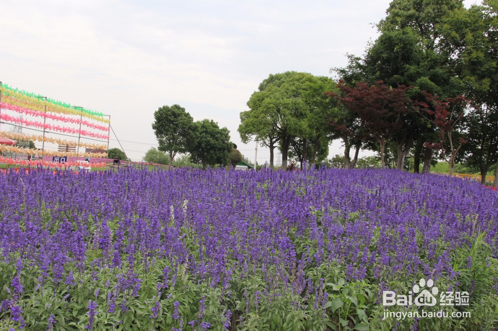 上海旅游攻略之周浦花海