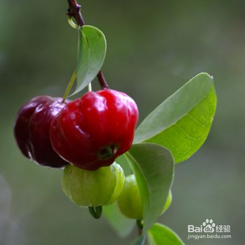 水翁果的培育方法和注意事项