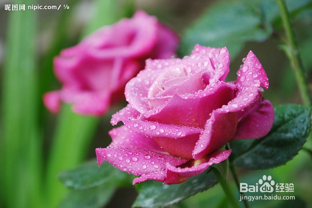 你的花草（盆栽）缺什么