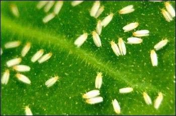 家庭园艺有哪些常见害虫 百度经验