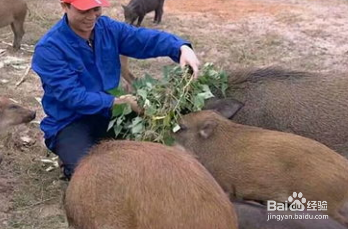 野猪如何容易中套