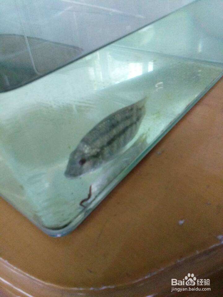 鱼缸养鱼技巧