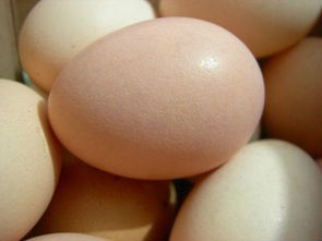 如何挑选新鲜鸡蛋。