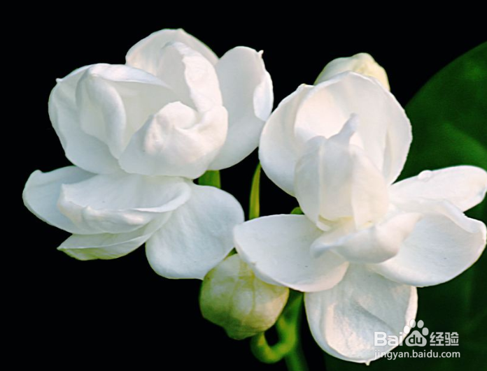 茉莉花怎么养啊?