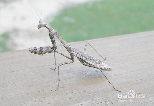 怎么捕捉和饲养螳螂