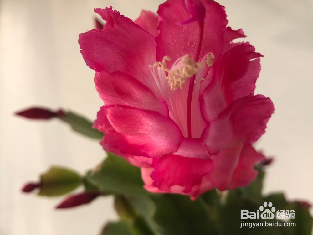 蟹爪兰的养护方法