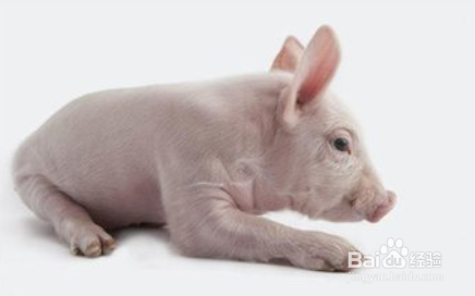 猪病毒性腹泻怎么治疗?