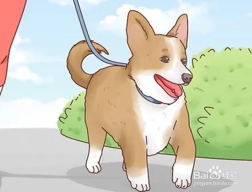 如何增加狗狗的食欲