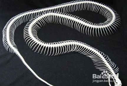 蛇骨手串怎么包浆 百度经验