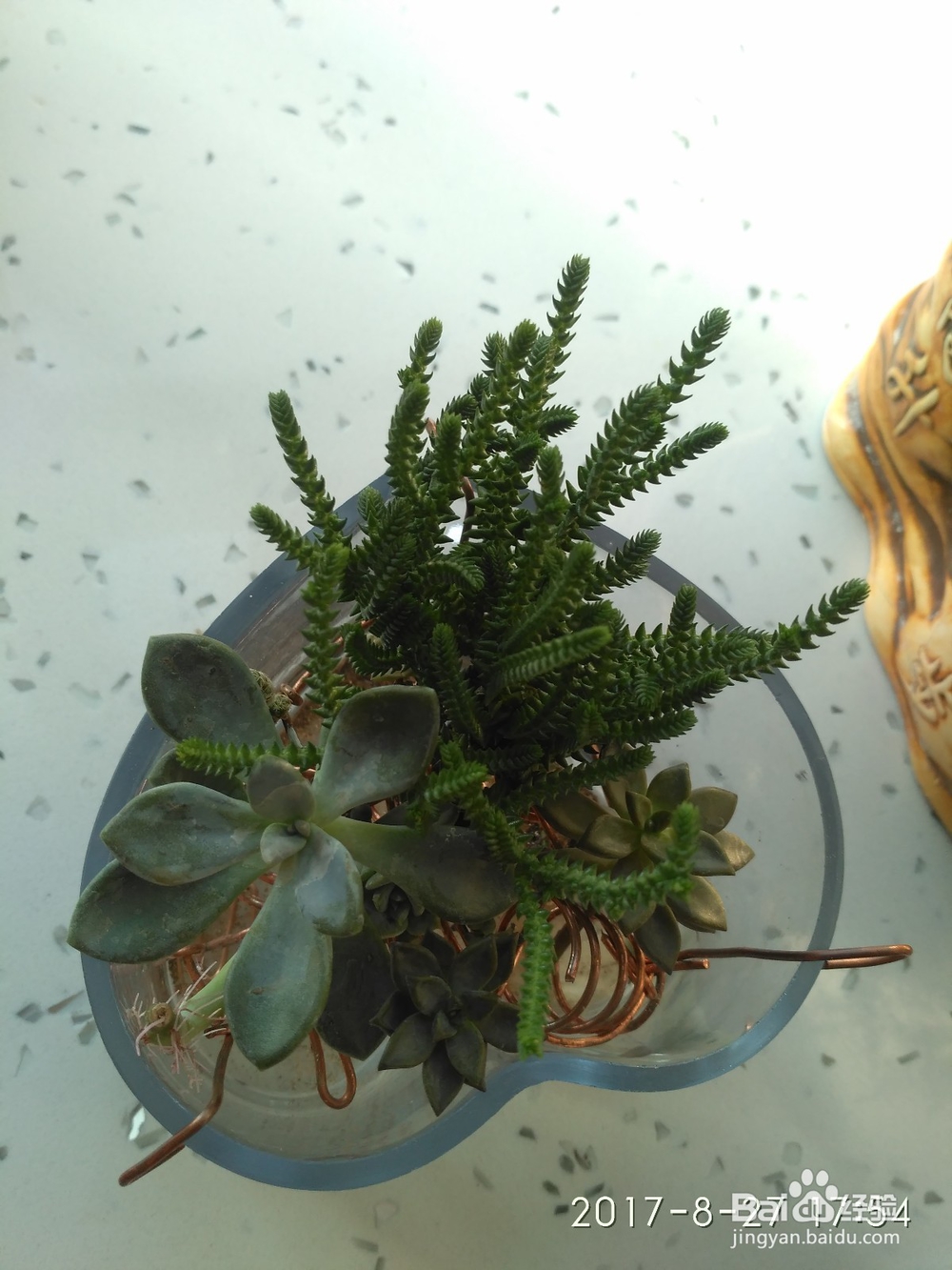 我是如何用玻璃杯水培多肉植物的