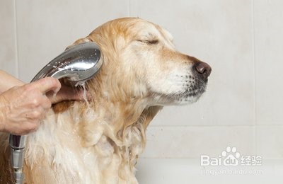 怎么给小狗狗洗澡?