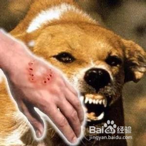 狗杀人怎么判