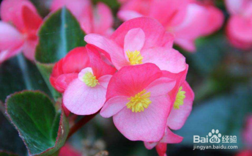 秋海棠花的养殖方法和注意事项 百度经验 秋海棠花的养殖方法和注意事项 百度经验