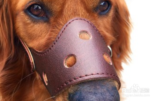 狗狗老乱咬家里东西怎么纠正