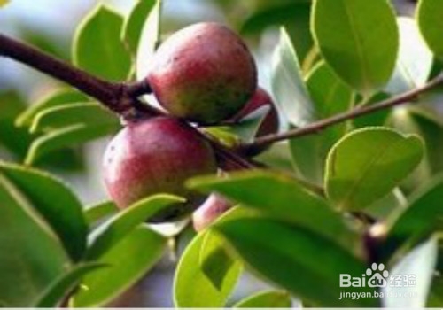 油茶籽油好处多多