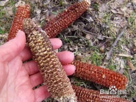 为何说玉米全身都是宝