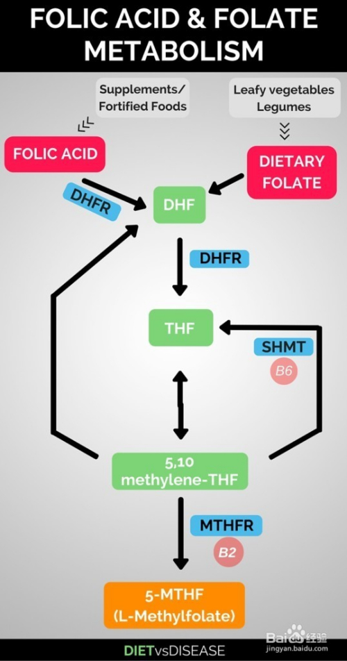 关于L-甲基叶酸盐（5-MTHF）的说明