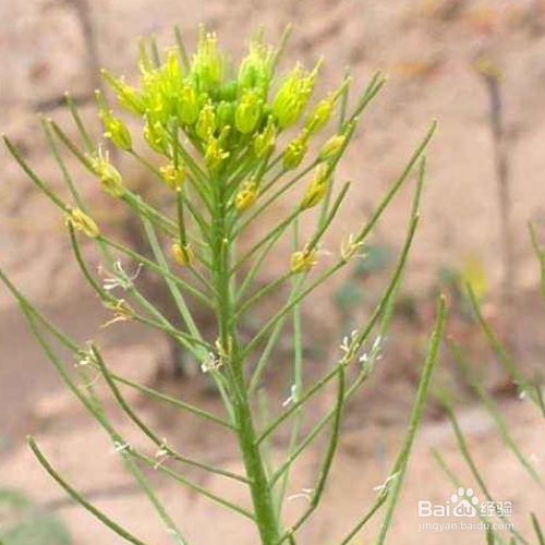 播娘蒿的培育方法和注意事项