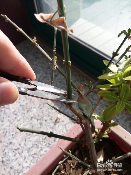 给小花整枝的技巧和原则