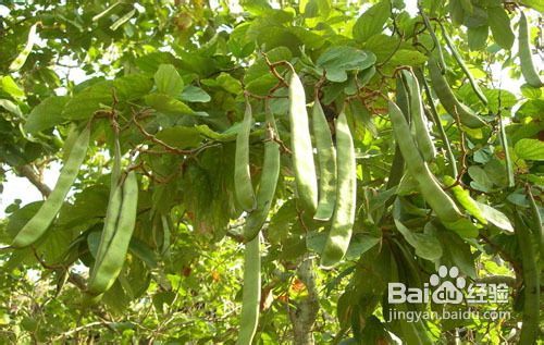 防癌的小食物——刀豆粥