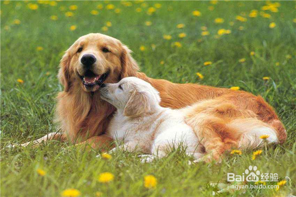 十大新手最好养的中型犬