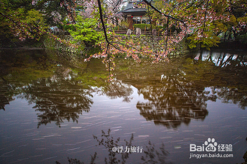 3月去日本赏樱,如何避免东京、京都等人山人海